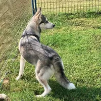FREE Panda Female 4, a female Siberian Husky for sale in Big Cabin, OK – Photo 4 of 4