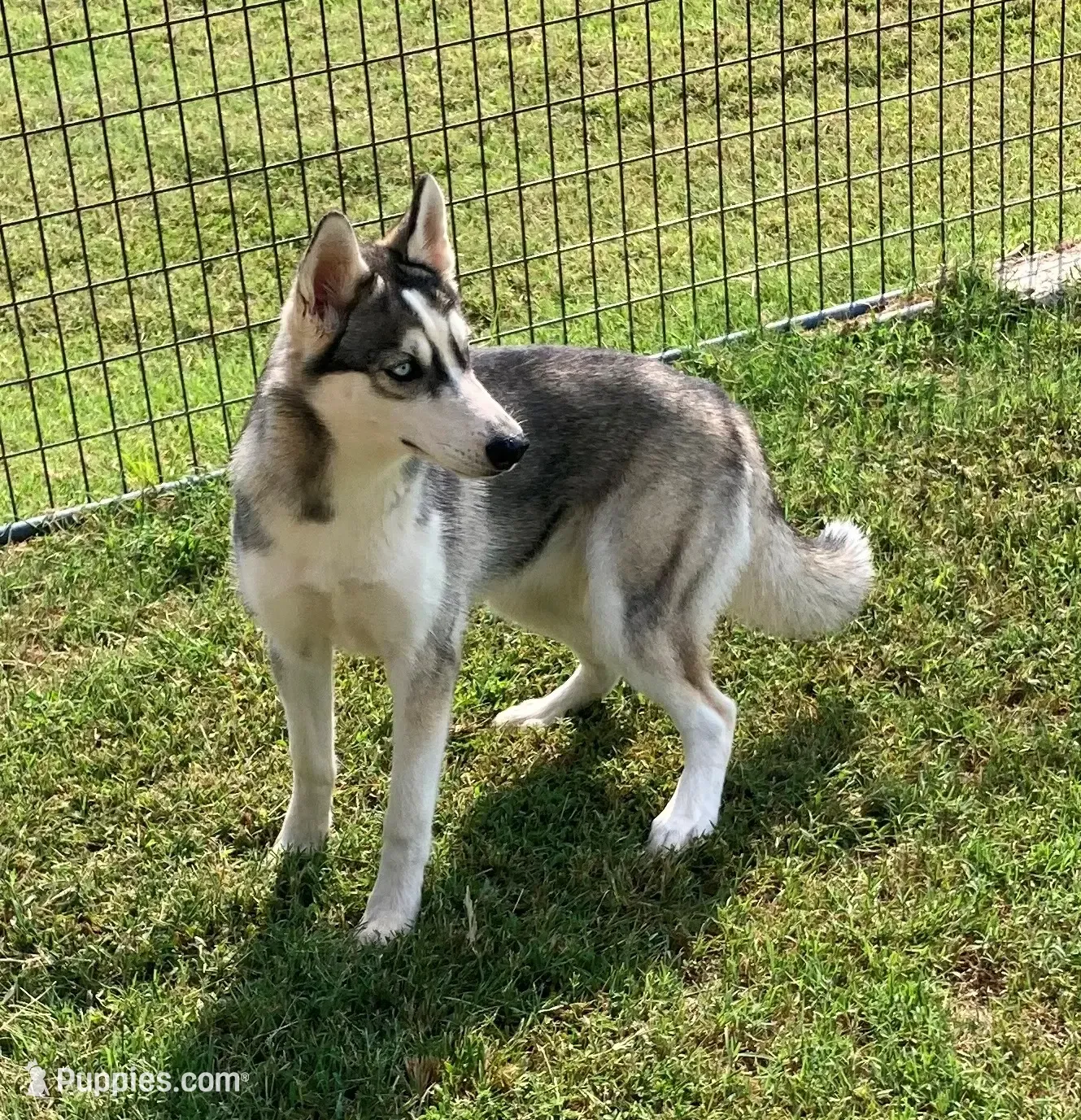 DUSTY HUSKY × CJ FLY NOT FOR SALE 7inch FREE Panda Female 4 – Siberian Husky Puppy for Sale | Puppies.com