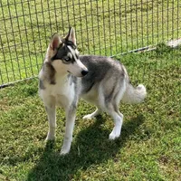 FREE Panda Female 4, a female Siberian Husky for sale in Big Cabin, OK – Photo 1 of 4