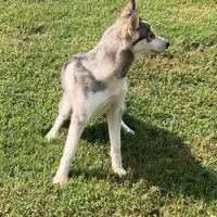 FREE Panda Female 4, a female Siberian Husky for sale in Big Cabin, OK – Photo 2 of 4