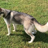 FREE Panda Female 4, a female Siberian Husky for sale in Big Cabin, OK – Photo 3 of 4