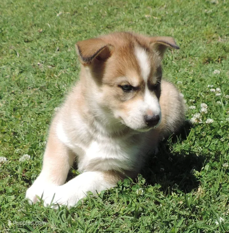 My male 2 – Siberian Husky puppy for sale in Big Cabin, OK