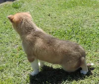 My male 2, a male Siberian Husky for sale in Big Cabin, OK – 3 of 3