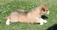My male 2, a male Siberian Husky for sale in Big Cabin, OK – 2 of 3