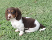 Roxie Male 3, a male Miniature Dachshund for sale in Big Cabin, OK – 2 of 3