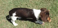 Roxie Female 4, a female Miniature Dachshund for sale in Big Cabin, OK – 2 of 9