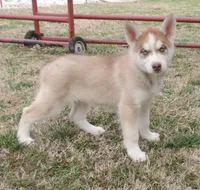 Ginger Male 2, a male Siberian Husky for sale in Big Cabin, OK – Photo 1 of 3