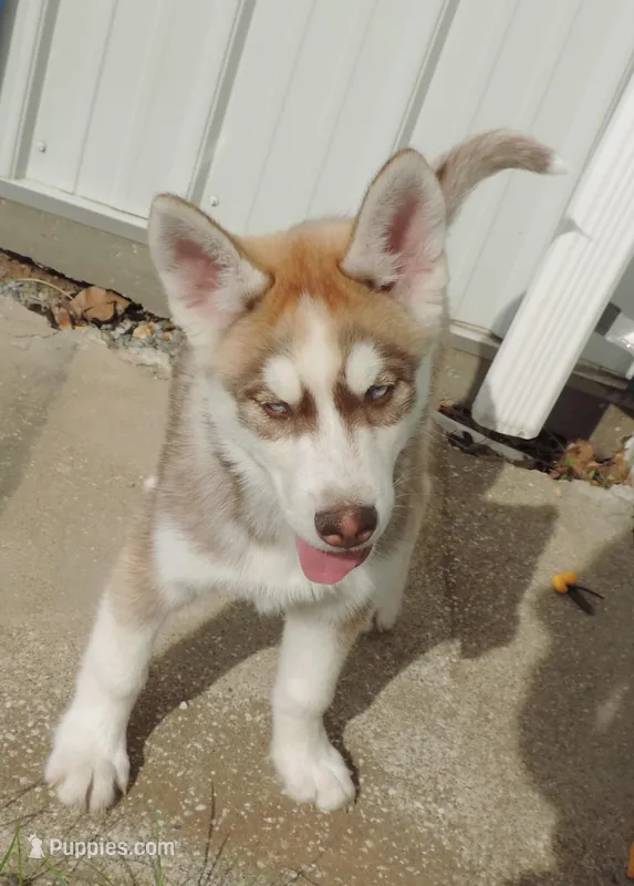 Ginger Male 2 – Siberian Husky puppy for sale in Big Cabin, OK