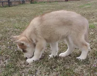 Ginger Male 2, a male Siberian Husky for sale in Big Cabin, OK – Photo 3 of 3