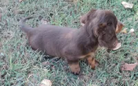Cocoa female 4, a female Miniature Dachshund for sale in Big Cabin, OK – 3 of 3