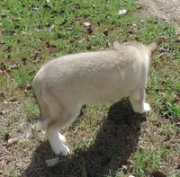 Suzie male 2, a male Siberian Husky for sale in Big Cabin, OK – 3 of 3