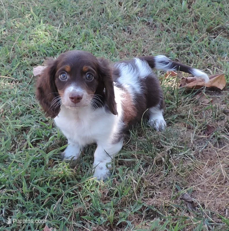 Cocoa male 2 – Miniature Dachshund puppy for sale in Big Cabin, OK