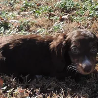 Mirabell Male 1, a male Miniature Dachshund for sale in Big Cabin, OK – Photo 6 of 6