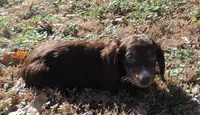 Mirabell Male 1, a male Miniature Dachshund for sale in Big Cabin, OK – Photo 6 of 6