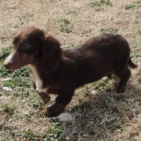 Mirabell Male 1, a male Miniature Dachshund for sale in Big Cabin, OK – Photo 3 of 6