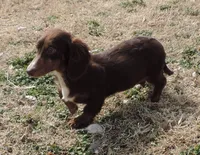 Mirabell Male 1, a male Miniature Dachshund for sale in Big Cabin, OK – Photo 3 of 6