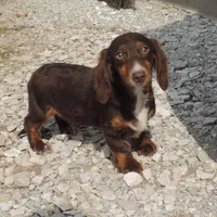 Mirabell Male 1, a male Miniature Dachshund for sale in Big Cabin, OK – Photo 1 of 6