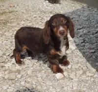Mirabell Male 1, a male Miniature Dachshund for sale in Big Cabin, OK – Photo 1 of 6