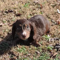 Mirabell Male 1, a male Miniature Dachshund for sale in Big Cabin, OK – Photo 4 of 6