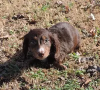 Mirabell Male 1, a male Miniature Dachshund for sale in Big Cabin, OK – Photo 4 of 6