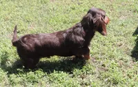 Mirabell Male 1, a male Miniature Dachshund for sale in Big Cabin, OK – 3 of 9