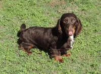 Mirabell Male 1, a male Miniature Dachshund for sale in Big Cabin, OK – 2 of 9