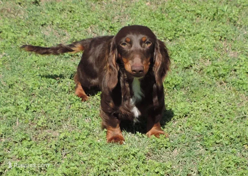 Mirabell Male 1 – Miniature Dachshund puppy for sale in Big Cabin, OK