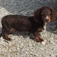 Mirabell Male 1, a male Miniature Dachshund for sale in Big Cabin, OK – Photo 2 of 6