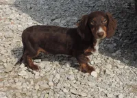 Mirabell Male 1, a male Miniature Dachshund for sale in Big Cabin, OK – Photo 2 of 6