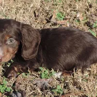 Mirabell Male 1, a male Miniature Dachshund for sale in Big Cabin, OK – Photo 5 of 6