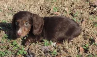 Mirabell Male 1, a male Miniature Dachshund for sale in Big Cabin, OK – Photo 5 of 6