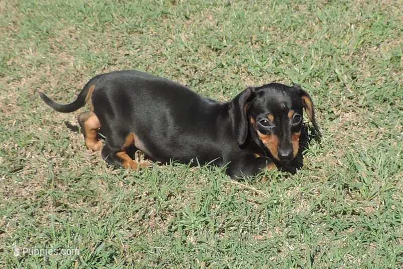 Millie Female 2 – Miniature Dachshund puppy for sale in Big Cabin, OK