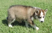 P Male 1, a male Siberian Husky for sale in Big Cabin, OK – 2 of 3