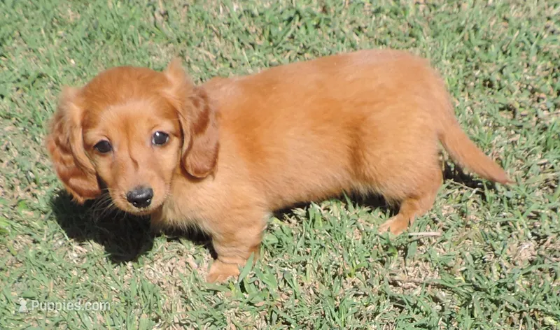 Coral female 2 – Miniature Dachshund puppy for sale in Big Cabin, OK