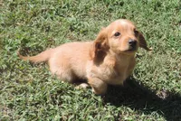 Coral male 1, a male Miniature Dachshund for sale in Big Cabin, OK – 3 of 3