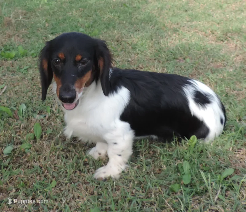 Roxie Male 1 – Miniature Dachshund puppy for sale in Big Cabin, OK