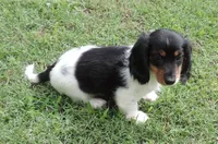 Roxie Male 1, a male Miniature Dachshund for sale in Big Cabin, OK – 2 of 3