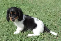 Roxie Male 1, a male Miniature Dachshund for sale in Big Cabin, OK – 3 of 3