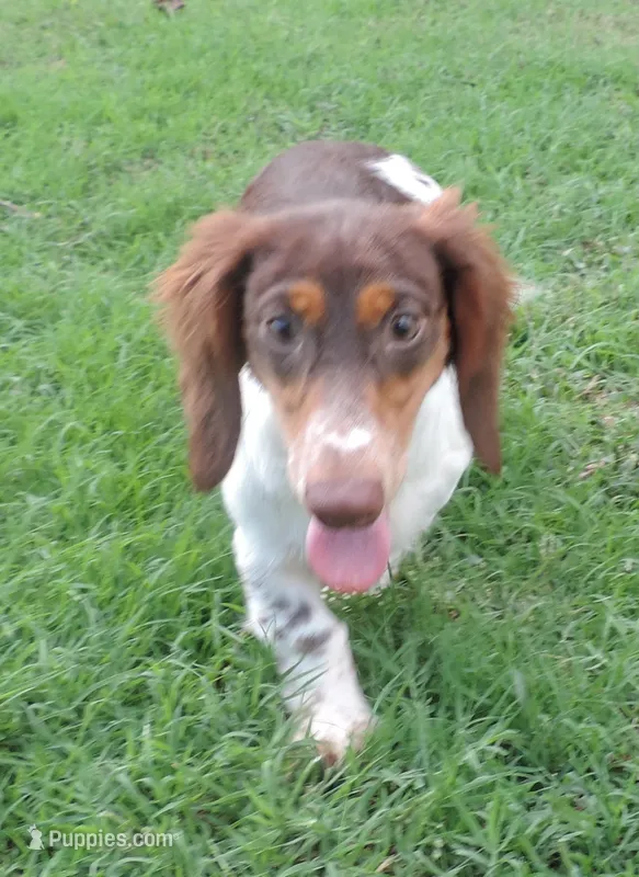Roxie Male 3 – Miniature Dachshund puppy for sale in Big Cabin, OK