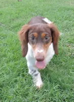 Roxie Male 3, a male Miniature Dachshund for sale in Big Cabin, OK – 1 of 9
