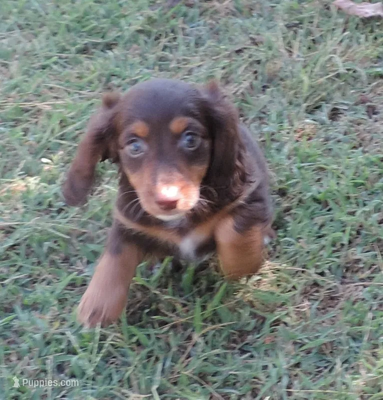 Cocoa female 3 – Miniature Dachshund puppy for sale in Big Cabin, OK