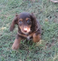 Cocoa female 3, a female Miniature Dachshund for sale in Big Cabin, OK – 1 of 3
