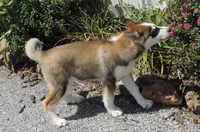 P Male 1, a male Siberian Husky for sale in Big Cabin, OK – 2 of 6