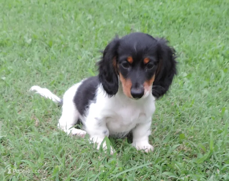 Roxie Male 1 – Miniature Dachshund puppy for sale in Big Cabin, OK