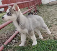 Ginger Male 1, a male Siberian Husky for sale in Big Cabin, OK – Photo 2 of 3