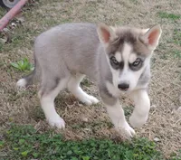 Ginger Male 1, a male Siberian Husky for sale in Big Cabin, OK – Photo 3 of 3