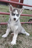 Ginger Male 1, a male Siberian Husky for sale in Big Cabin, OK – Photo 1 of 3