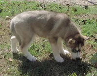 Suzie Female 4, a female Siberian Husky for sale in Big Cabin, OK – 2 of 3