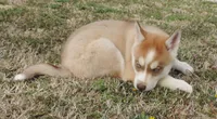 Ginger Female 4, a female Siberian Husky for sale in Big Cabin, OK – Photo 2 of 3