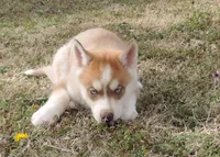 Ginger Female 4, a female Siberian Husky for sale in Big Cabin, OK – Photo 3 of 3